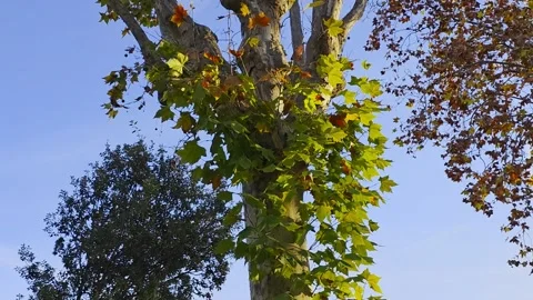“Autumn Tree Trunk Surrounded by Swaying Leaves | 4K Nature” Stock Footage 321798575