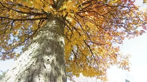 Autumn Tree View from Ground - Wide Angle Stock Footage 8951584