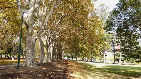 Autumn tree walk Stock-Footage 106849051