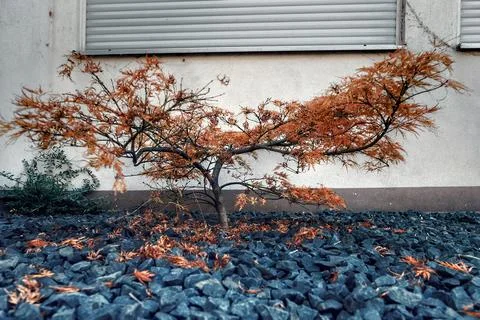 : Autumn Tree by the Wall Stock Photos