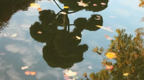 Autumn tree water reflection Stock Footage 12392937
