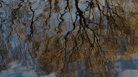 Autumn tree waving in water. 動画素材 118330596