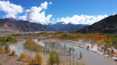 Autumn tree, white flower tree, aspen, white willow, Stock Footage 250630736