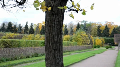 Autumn tree in the wind Stock Footage 38481151