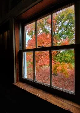 Autumn tree in window Stock Photos