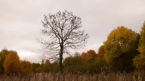 Autumn, tree without foliage Stock Footage 117418900