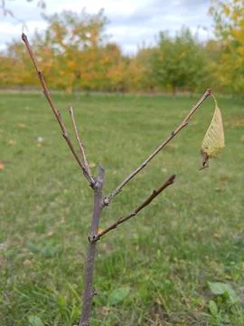 Autumn tree without leaves Stock Photos