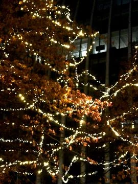 Autumn tree wrapped in warm string lights Stock Photos