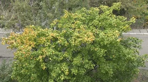Autumn tree in the yard top view Stock Footage 22022873