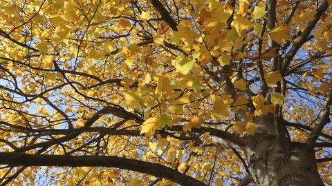 Autumn. Tree with yellow leaves. Stock Footage 81182970