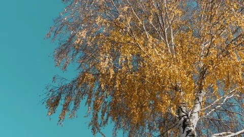 Autumn tree with yellow leaves Video stock 167902202