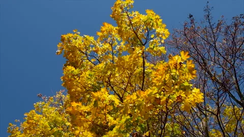 Autumn tree with yellow leaves. Selective focus. Stock Footage 220734356