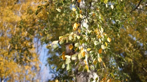 Autumn tree, yellow tree branch on blue sky background Video stock 117178485