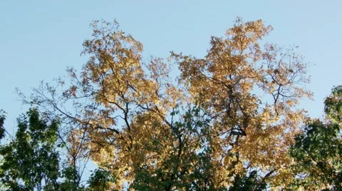 Autumn Treeline Stock Footage 46227552