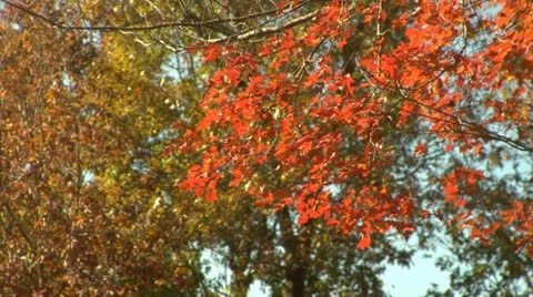 Autumn Trees (1080-24FPS).mp4 Stock Footage 10975552