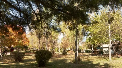 Autumn trees 11 Stock Footage 325593652