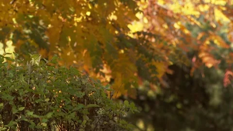 Autumn trees 12 Stock Footage 325593656