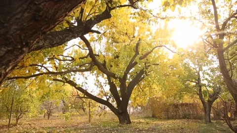 Autumn trees 19 Stock Footage 325594416