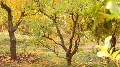 Autumn trees 2 Stock Footage 325592307