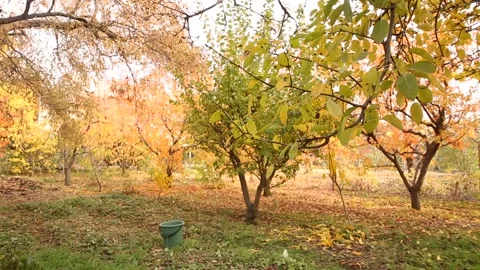 Autumn trees 20 Stock Footage 325594446