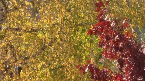 Autumn trees 27 Video stock 325594621