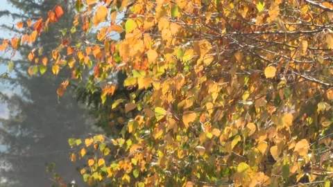 Autumn trees 28 Video stock 325594617