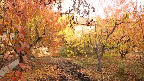 Autumn trees 6 Stock Footage 325593285