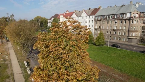 Autumn trees aerial view Stock Footage 164641107