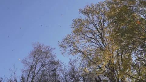 Autumn trees against the blue sky and deciduous fall from the wind Stock Footage 162881232