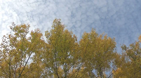 Autumn trees against the sky Stock Footage 28503850