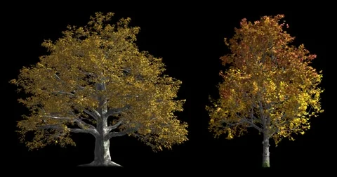 Autumn Trees with alpha mask Stock Footage 55651064