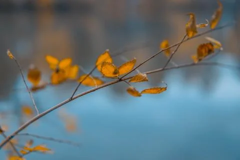 Autumn trees and clouds reflecting in calm water of a quiet forest pond Stock Photos