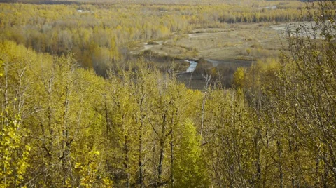 Autumn Trees and Grass with Stream Stock Footage 38101866