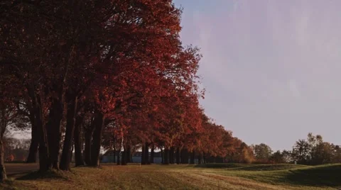 Autumn trees and meadow Stock Footage 44323294