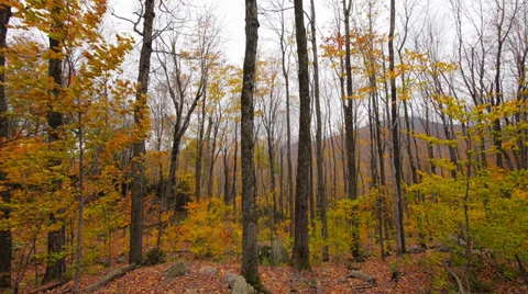 Autumn Trees and Mountain Stock Footage 32030540