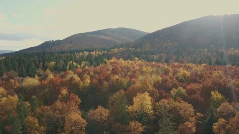 Autumn trees and mountain 库存影片 165162279