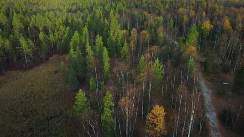 Autumn trees and path with a bird's eye view Stock Footage 161744087