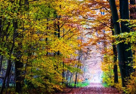 Autumn trees and path in mist. Stock Photos