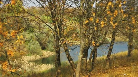 Autumn trees and a pond Video stock 10559408