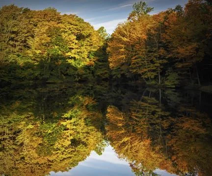 Autumn trees and reflection Stock Photos
