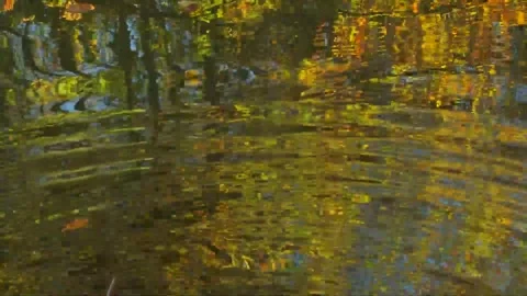 Autumn Trees and Reflection in Rippling Water Stock Footage 346189982