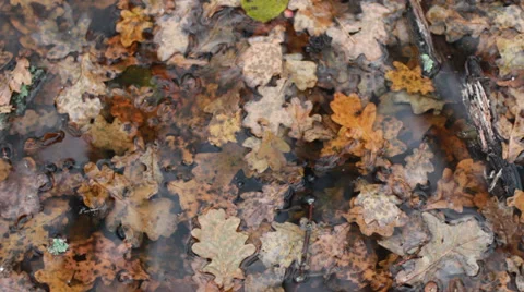 Autumn trees and their reflection in the water Video stock 32371029
