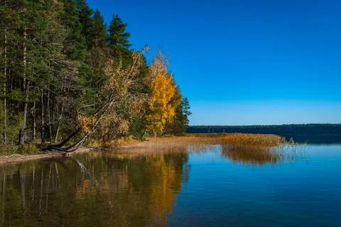 Autumn trees are reflected in the blue surface of Lake Baltieji Lakajai in La Stock Photos