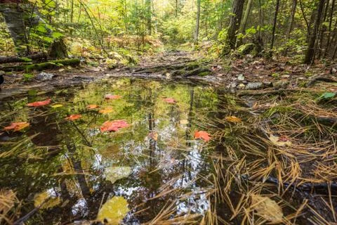 Autumn trees are reflected in a small forest puddle Stock Photos