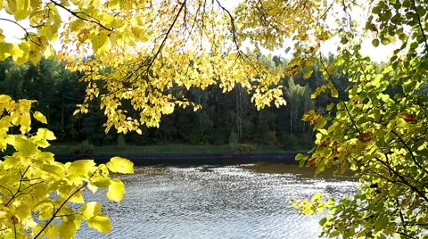 Autumn trees in the background of the river Stock Footage 67885002