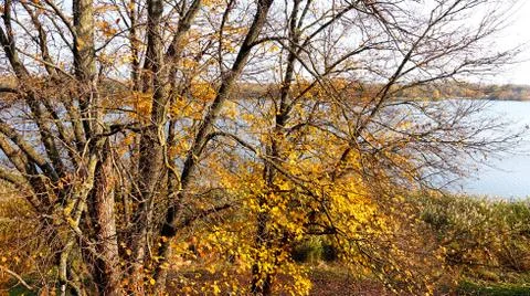 Autumn trees on the background of the river 库存照片