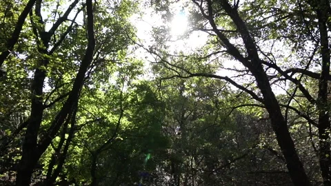 Autumn Trees in backlight 스톡 동영상 138208186