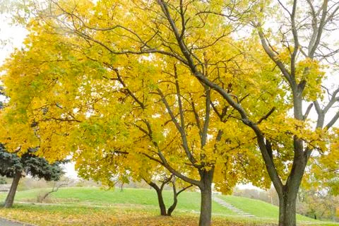 Autumn trees, beautifull nature. Foto stock