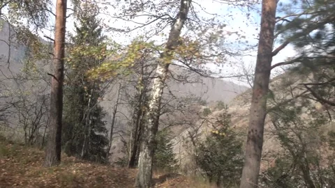 Autumn trees behind the window of a bus Stock Footage 178531058