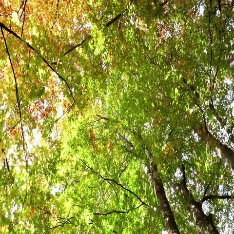 Autumn trees from below. Gradient from green to yellow. Autumn colors gradient Stock Footage 69705894